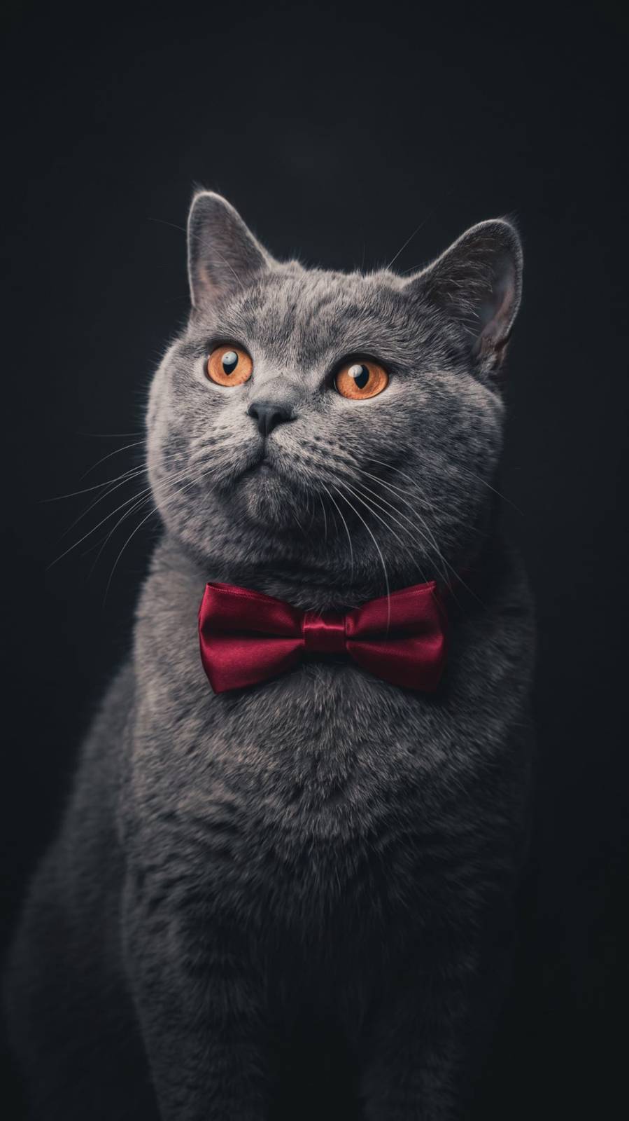 A grey shorthair cat wearing a red bow