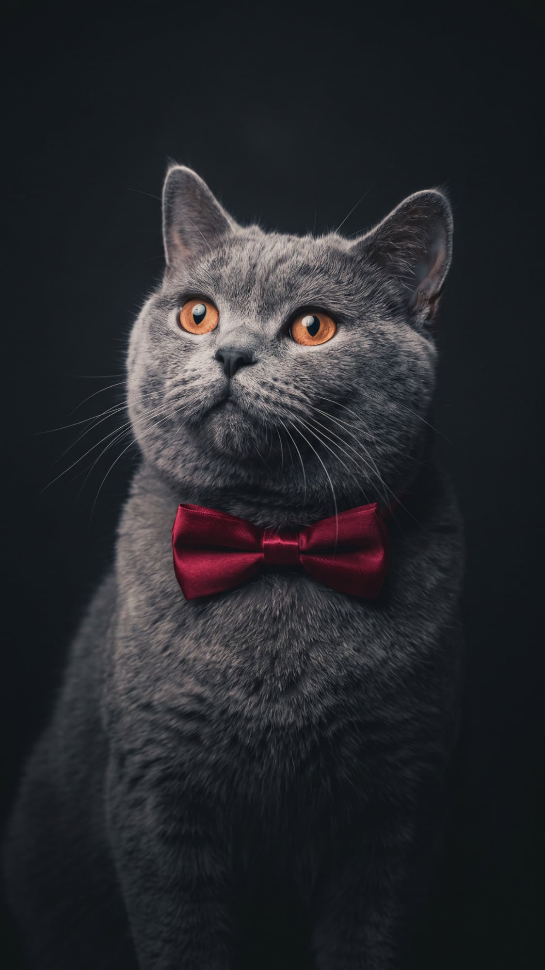 A grey shorthair cat wearing a red bow